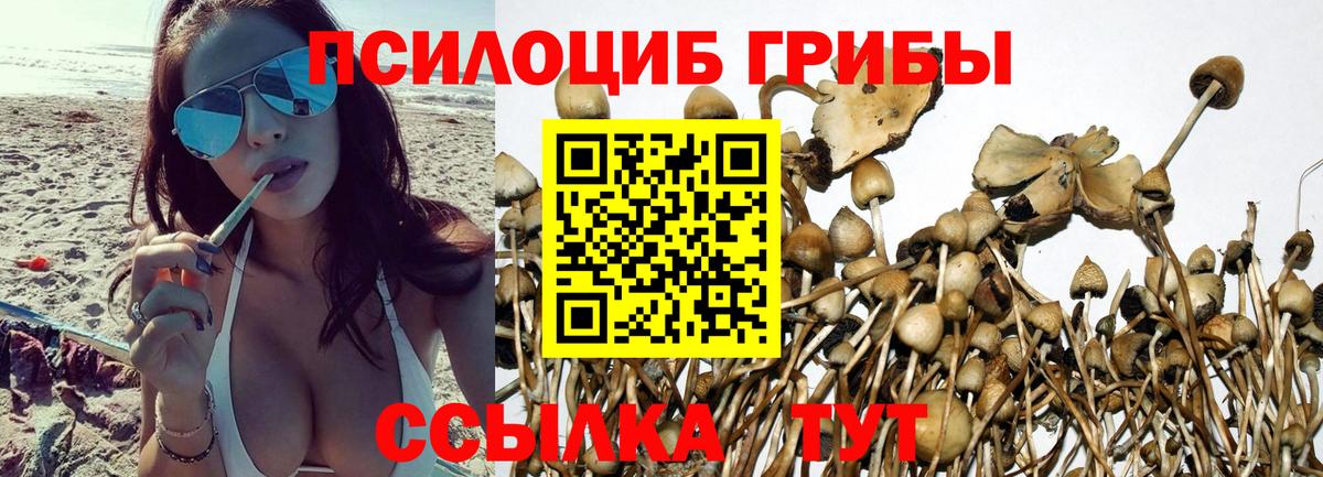 Галлюциногенные грибы Psilocybine cubensis Ачхой-Мартан